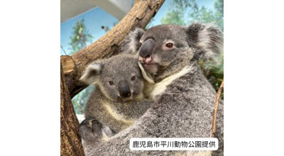 すごいコアラ！～コアラの魅力と飼育について～