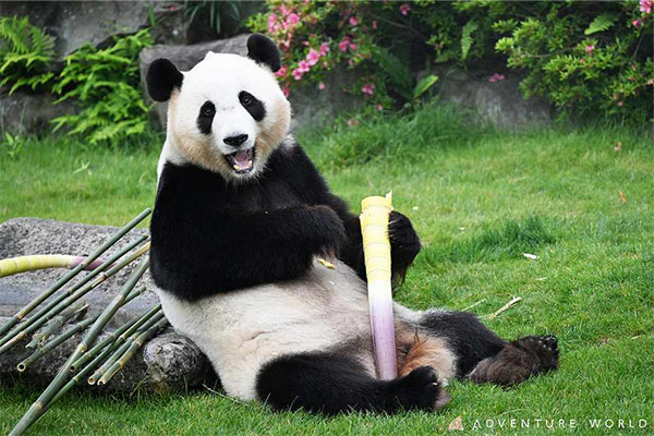 ジャイアントパンダと過ごした日々