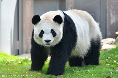 ジャイアントパンダと過ごした日々