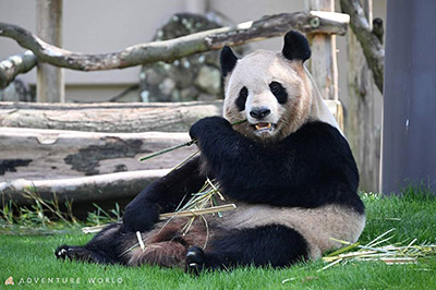 ジャイアントパンダと過ごした日々