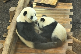 もっと知りたい！パンダの世界