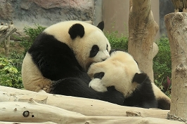 もっと知りたい！パンダの世界