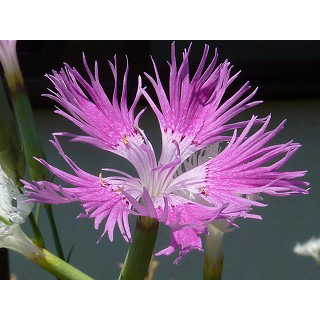 花と植物で読み解く源氏物語