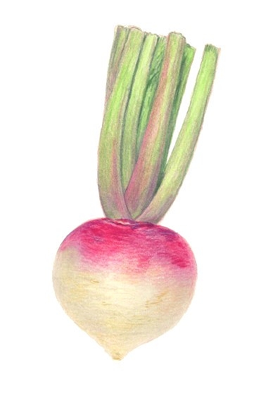 はじめての色鉛筆画