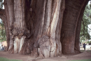 ���E�̕Ӌ��̕s�v�c�ȐA����K�˂ćN