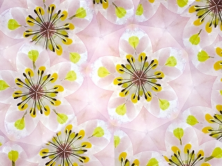 ���Ԃ̖��؋��Â���