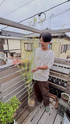 日陰でOK!初心者でも簡単 ベランダでぽたろう流『無限サニーレタス』