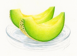 リアル色鉛筆画レッスン(午後クラス)〜メロンを描く〜