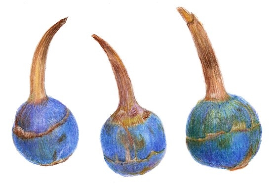 やさしい色鉛筆画