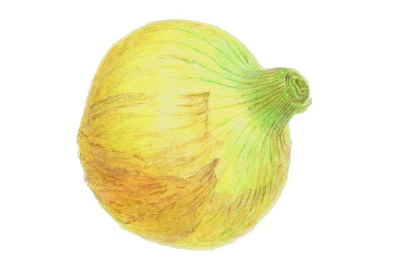 やさしい色鉛筆画