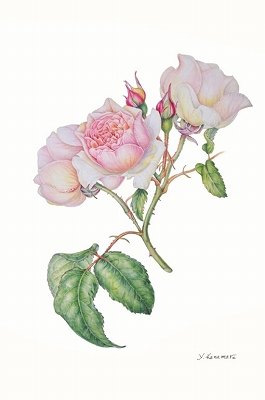 Nhk文化センター川越教室 ボタニカルアート 季節の花や野菜 実を描く ａ 10 30 好奇心の その先へ Nhkカルチャー