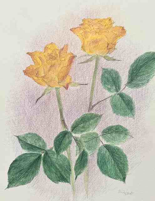 水彩色鉛筆で描く四季の花々