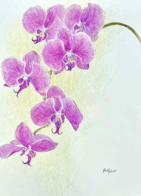 ���ʐF���M�ŕ`���l�G�̉ԁX