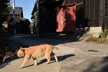 猫・ネコ・ときどき風景 フォト散歩〜佐久島編〜
