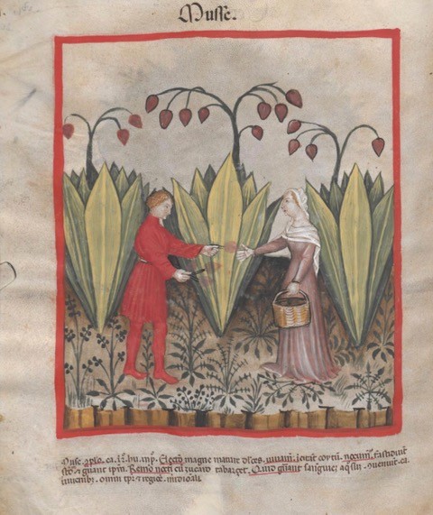 【新春体験】『健康全書』〜写本学への招待〜食物と健康指南〜1/9