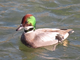 �o�[�h�E�H�b�`���O���n�߂邽�߂̊�b�m��