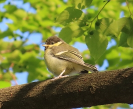 ���΂Ŗ쒹��T�����I�I