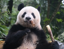 ”上野パンダ愛”を語りつくす!パンダサミット オンライン講座