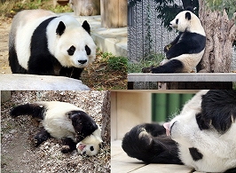 また会える気がして〜本と記憶でたどるタンタンお嬢様と過ごした日々