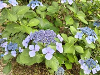 �ԗ���ȗ�