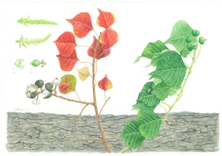 ボタニカルアート (植物画)