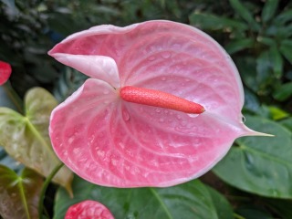 �₳�����y�����J���������`�X�}�z�ŎB�e��i���`