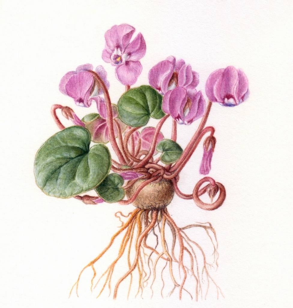 12/13 【事前体験】心を癒す はじめてのボタニカルアート〜シクラメンを描く〜