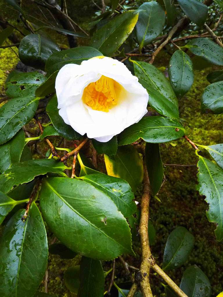 3/17@ `ւ̋ƖX̖Eԓ뉀K˂ā`