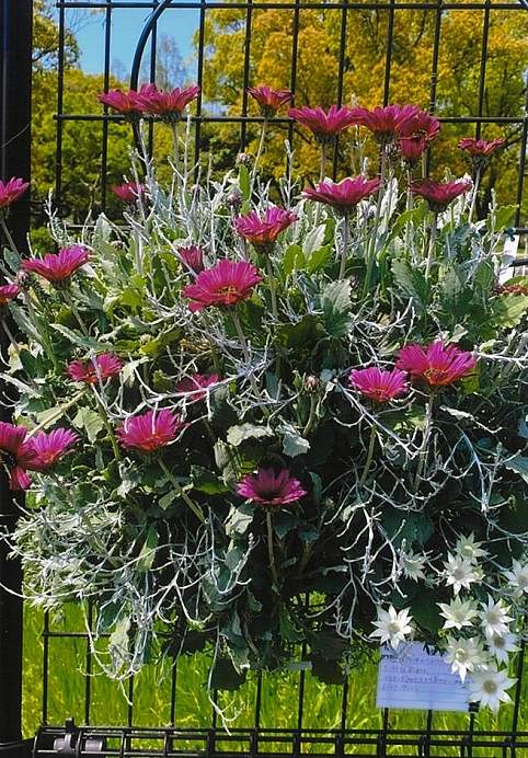 季節のガーデニング