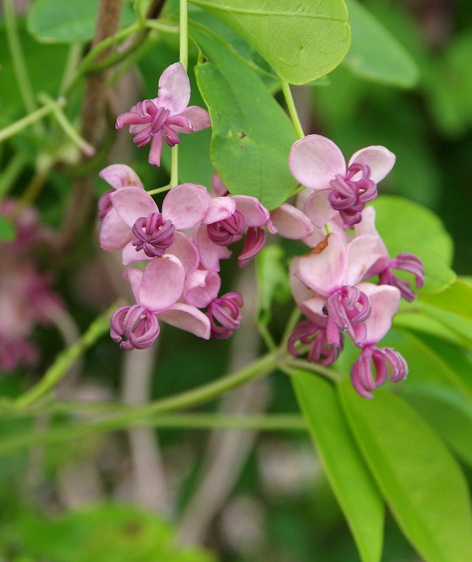 4/18 身近な可憐で美味しい植物U