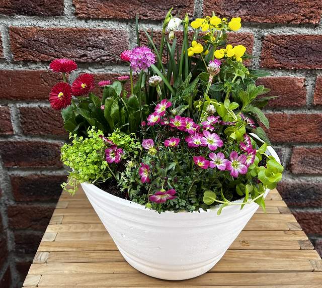 �P�C�R�c�K�[�f�j���O�X�N�[���@��A���Ŋy���ގl�G���ꂼ��̐A��