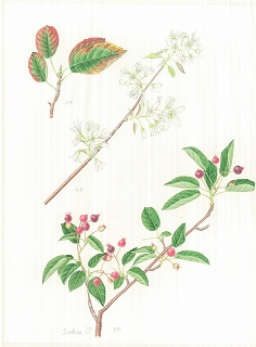 ボタニカルアート（植物画）