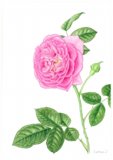ボタニカルアート(植物画)